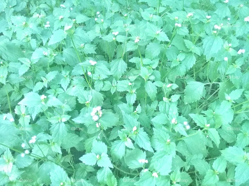 Ageratum conyzoides is a nectar plant developed as a food source for natural enemies of oil palm plant pests