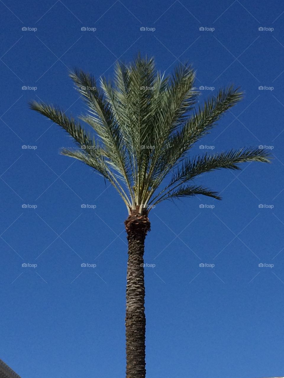 Palm