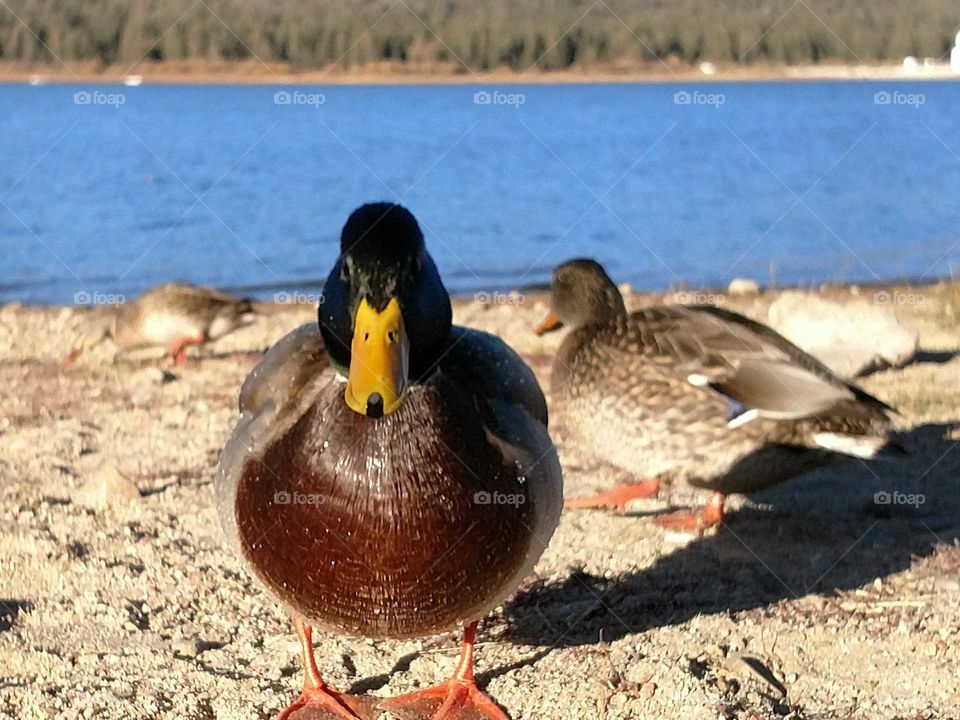 duck