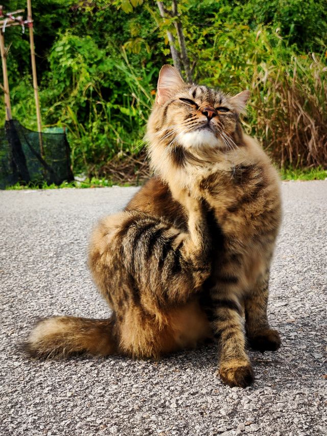 cute cat