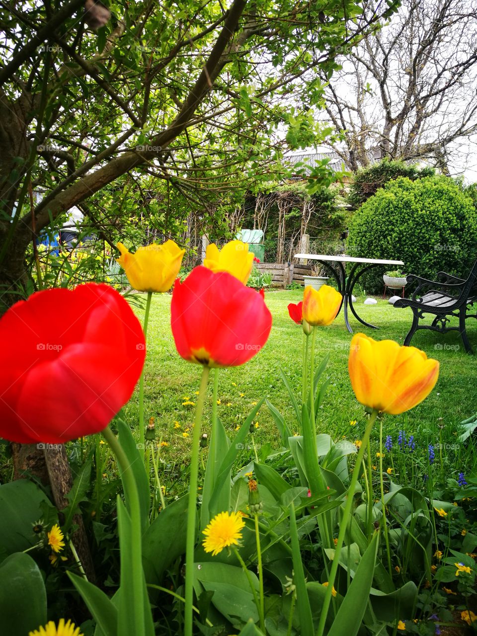 flower in the garden