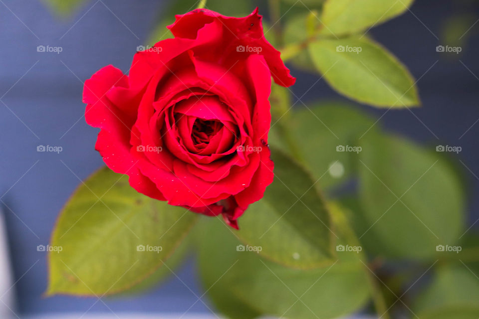 red rose blooming