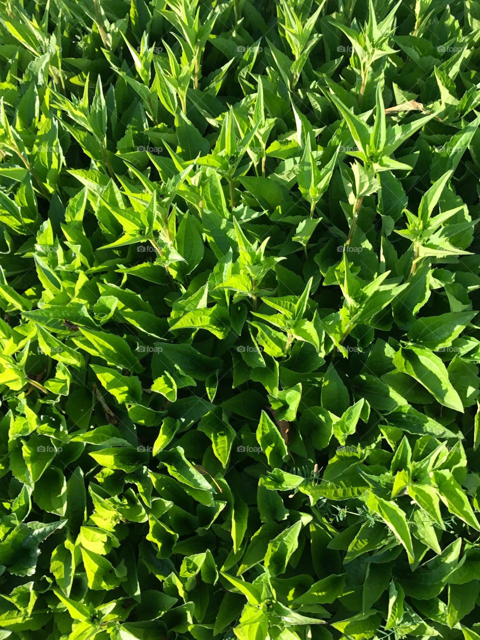 Just some very spiky grass that caught my eye. No idea what it actually is.