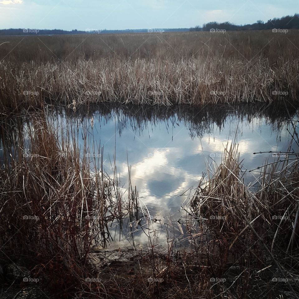 mirroring pond