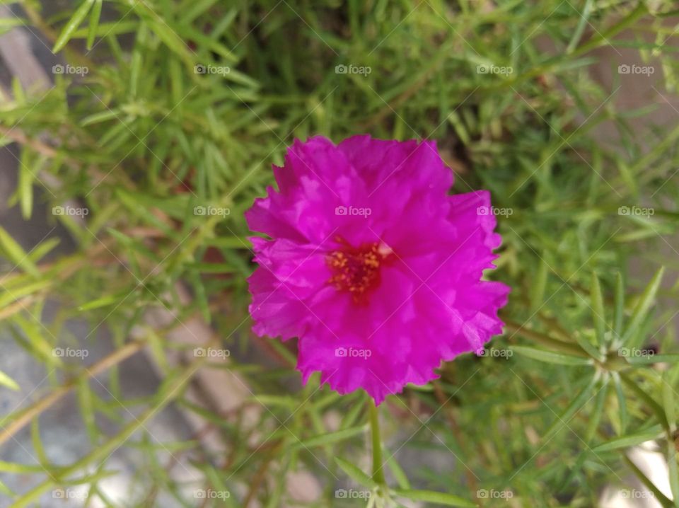 pink flower seasonal fresh shurb small size shurb looks very beautiful generally found everywhere