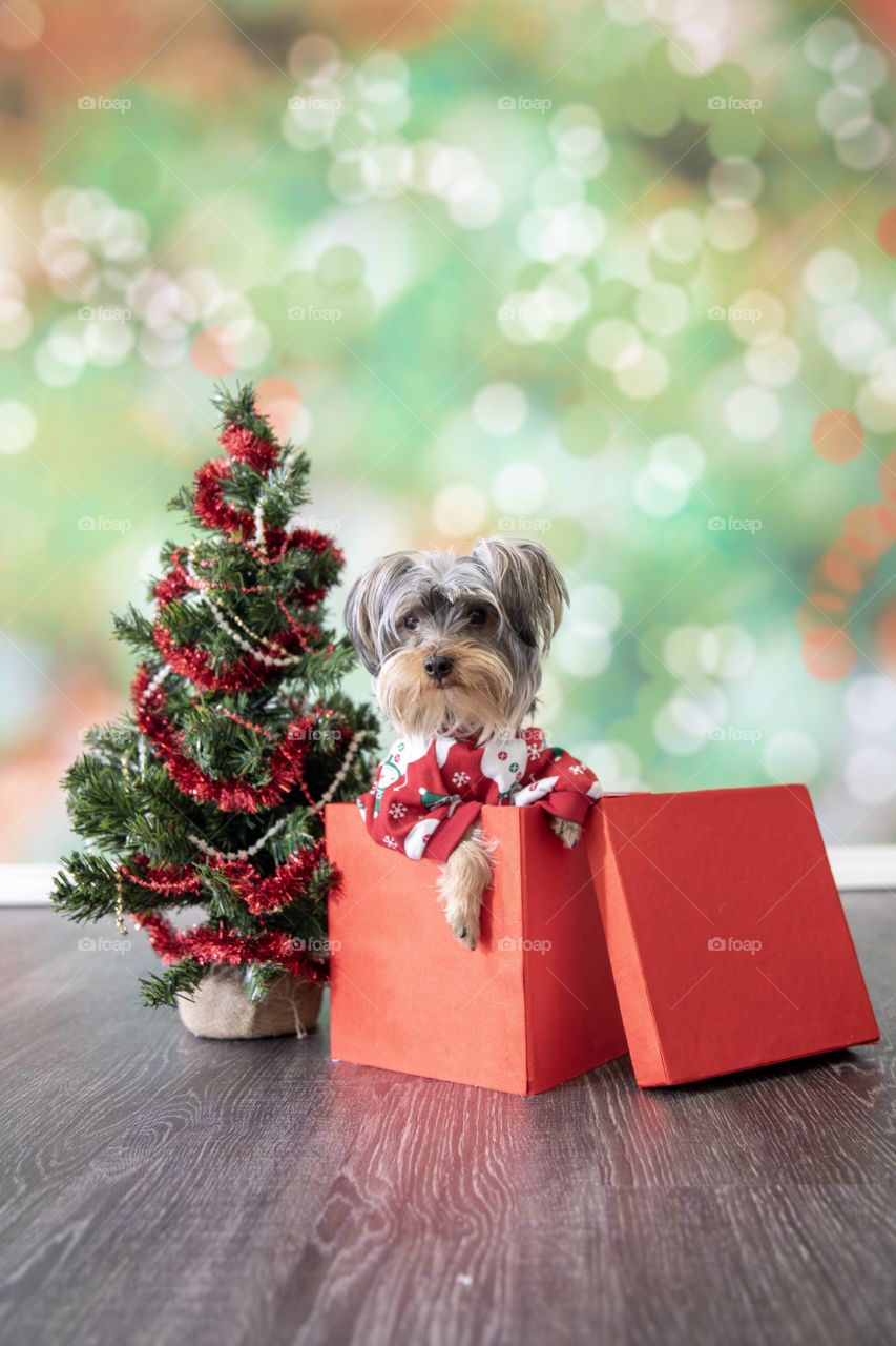 Yorkshire terrier dog in Christmas pajamas in a red present with Christmas tree on red and green bokeh background 