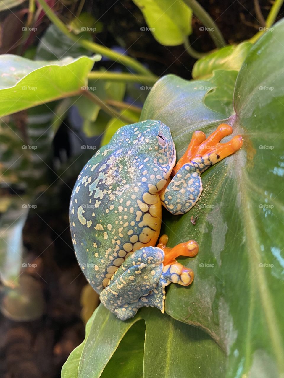 Fringed Leaf Frog on Philodendron Leaf