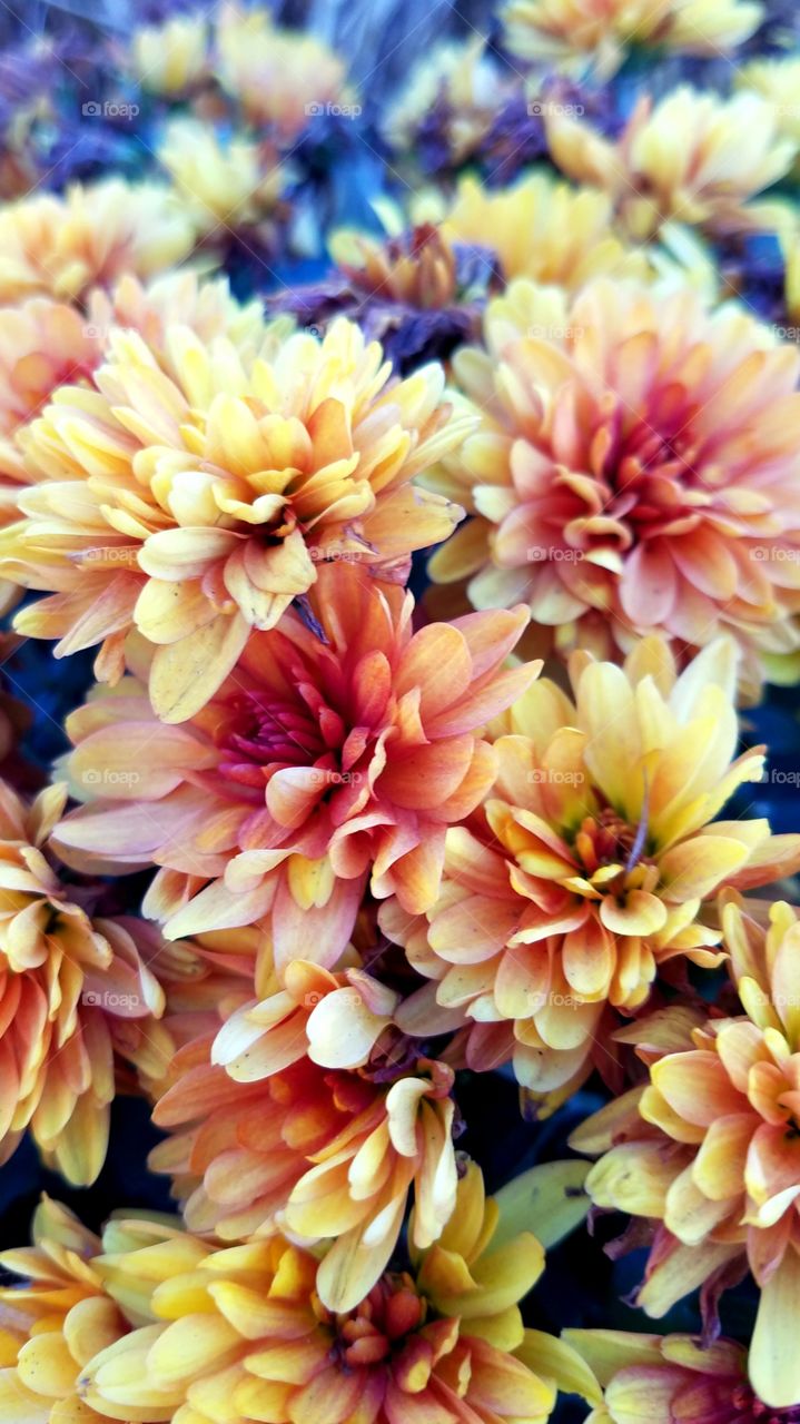 Another photo of Autumn Mums!!