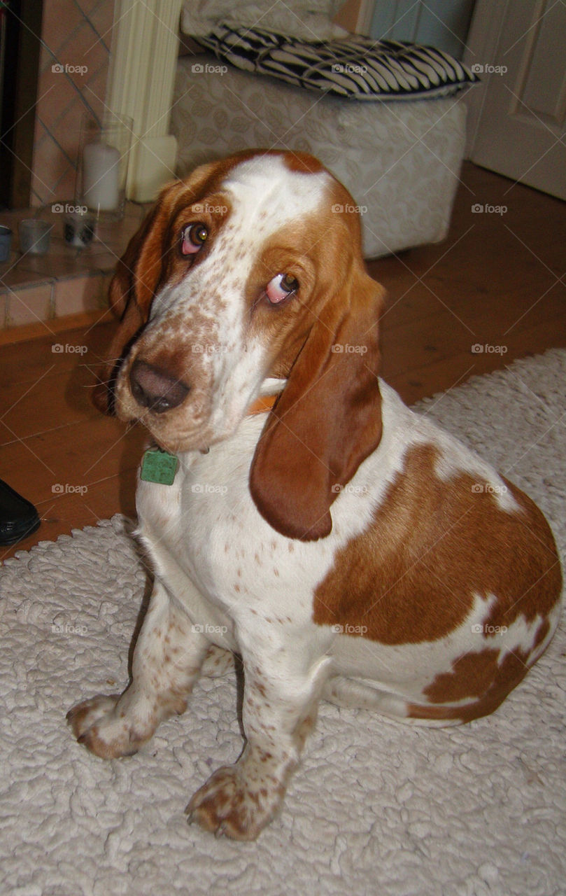 Basset hound