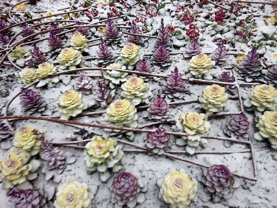 Ornamental Cabbages in the Snow