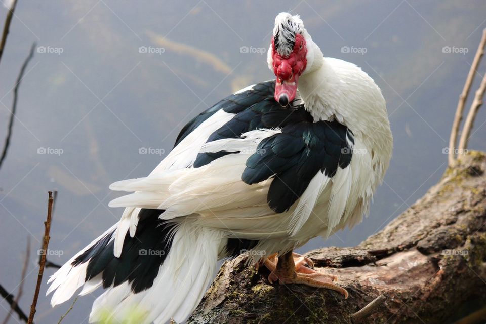 Bird perching on tree trunk