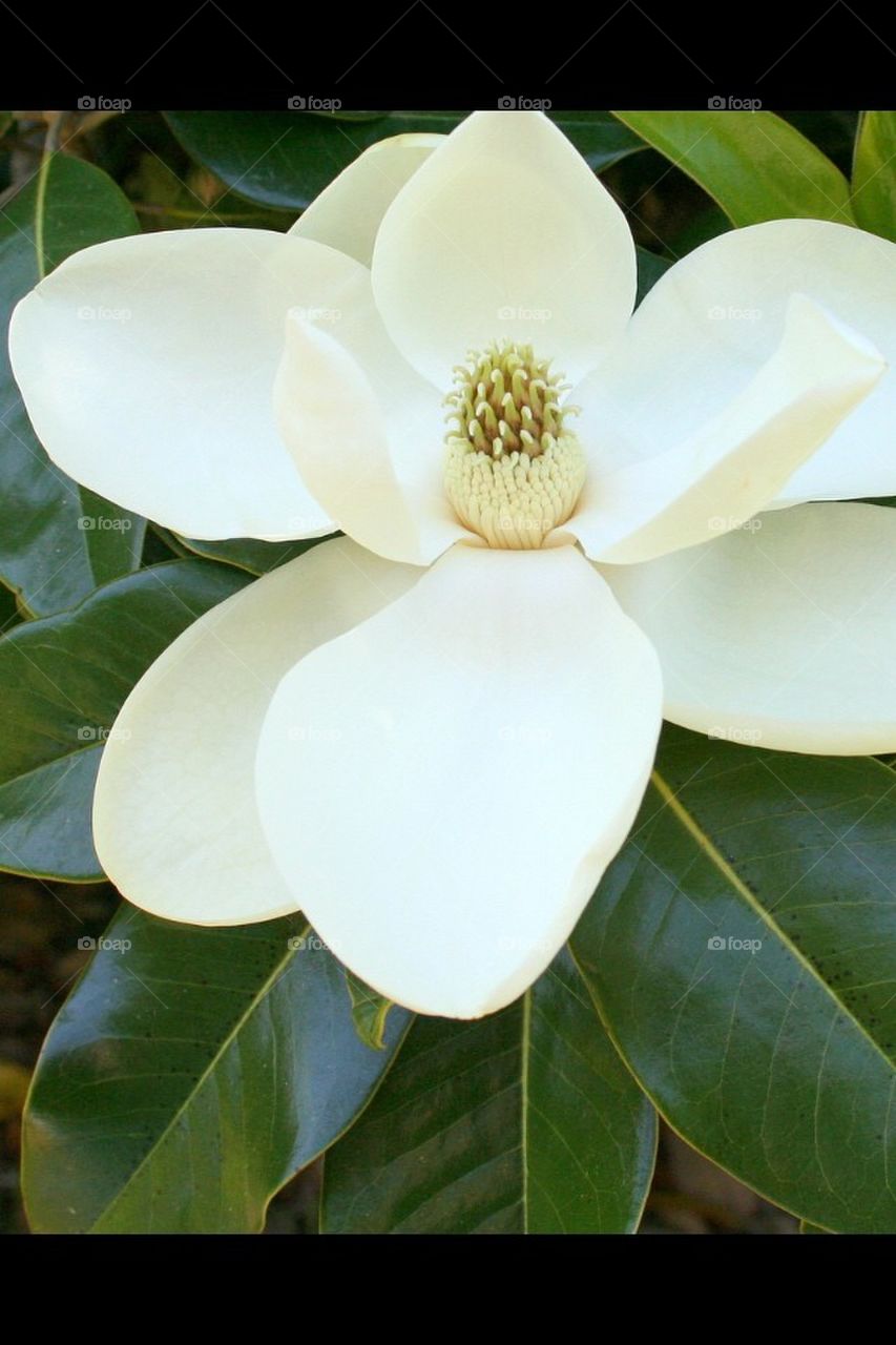 Magnolia