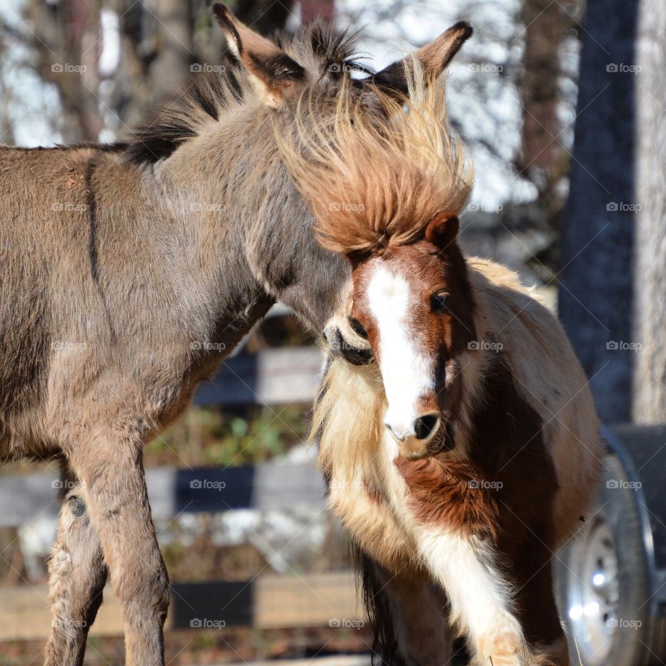 Flying mane 