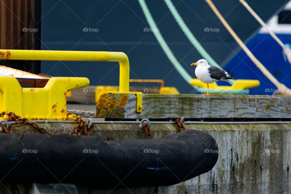 Seagull standing on one leg in the colorful Reykjavik harbor in Reyakjavik, Iceland at beginning of the June 2017.