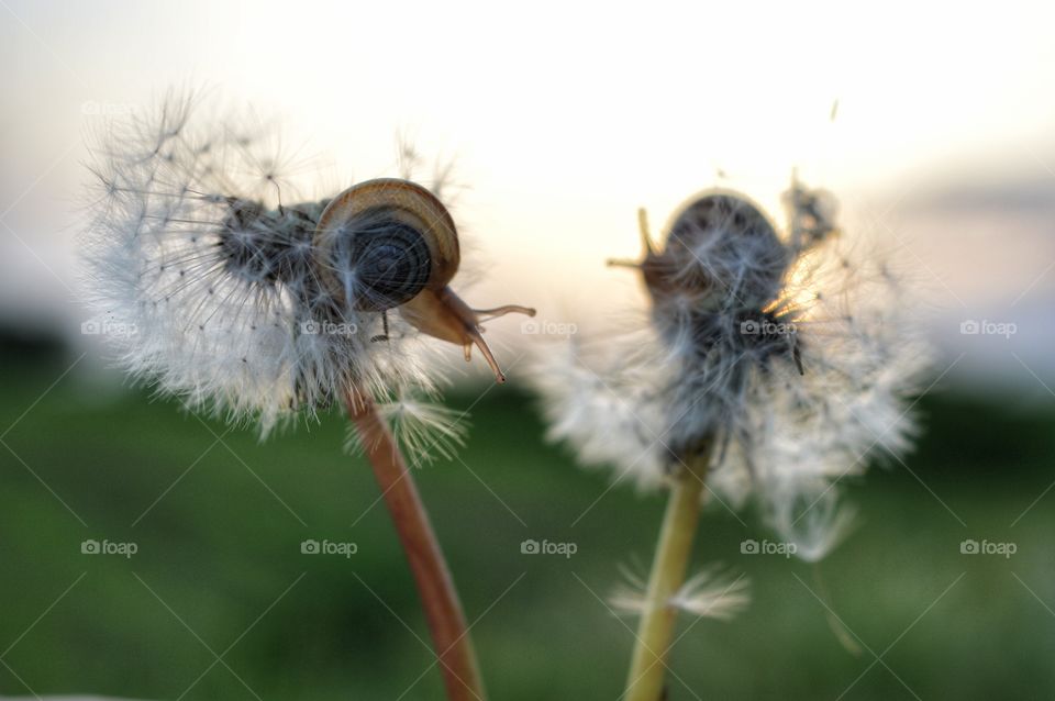 playing  with  friend