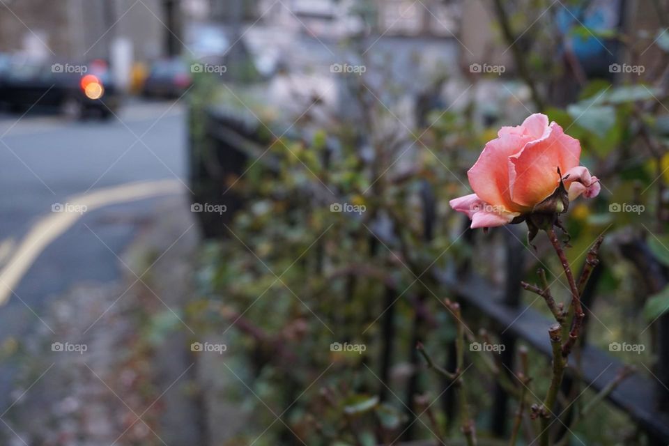 A pretty late flowering rose that caught my eye … taken at dusk 