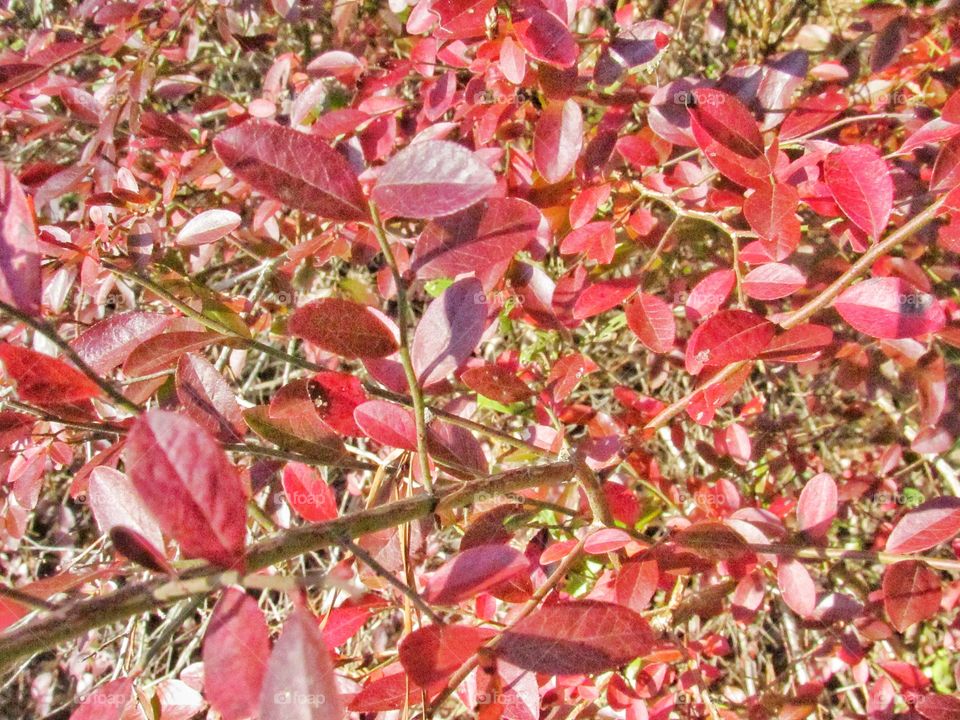 red color leaves on branch of plant