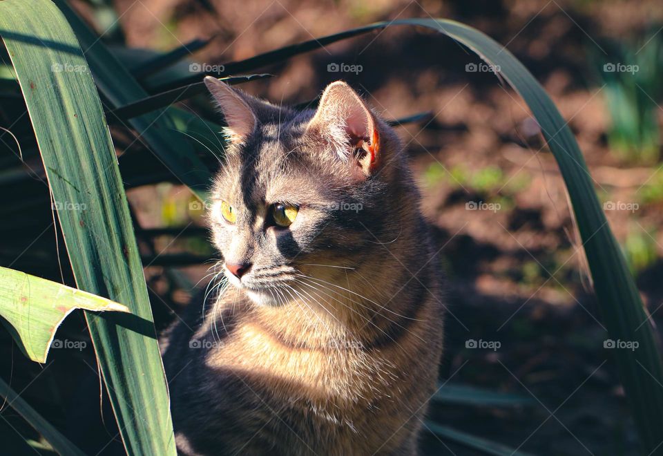 Tabby cat in the shadow