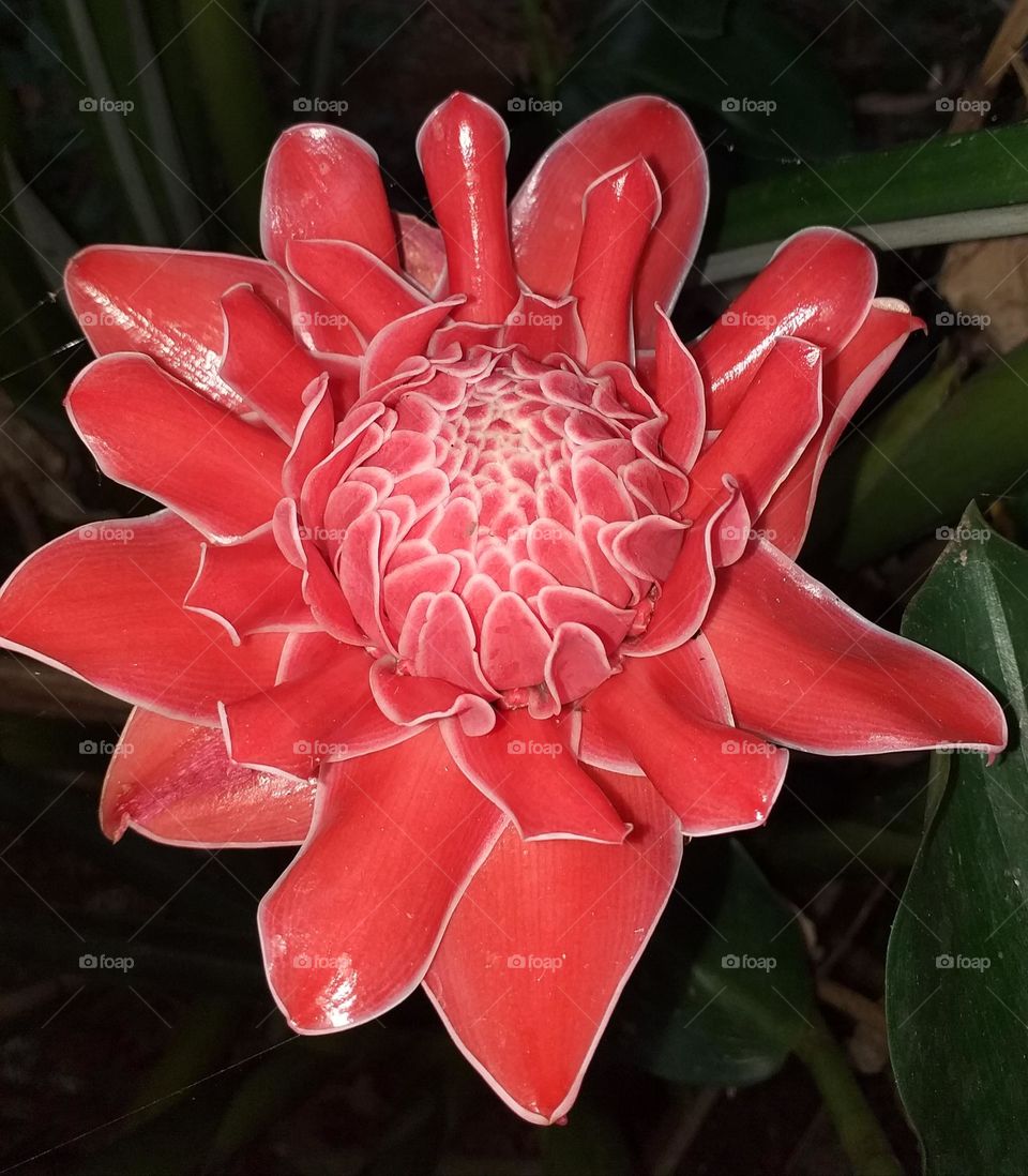 Ginger Flower