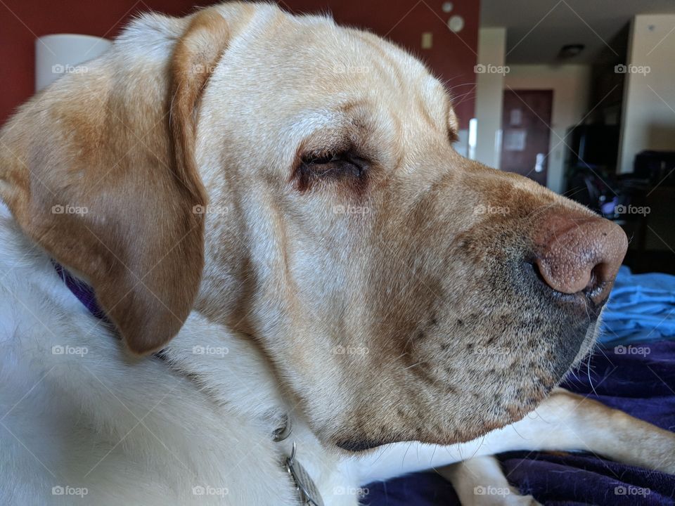 Service Dog Relaxing (Next To Partner)