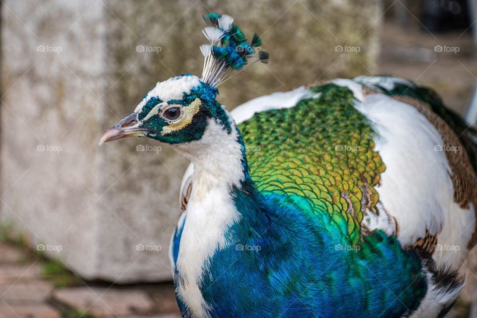 Close up on a peacock 