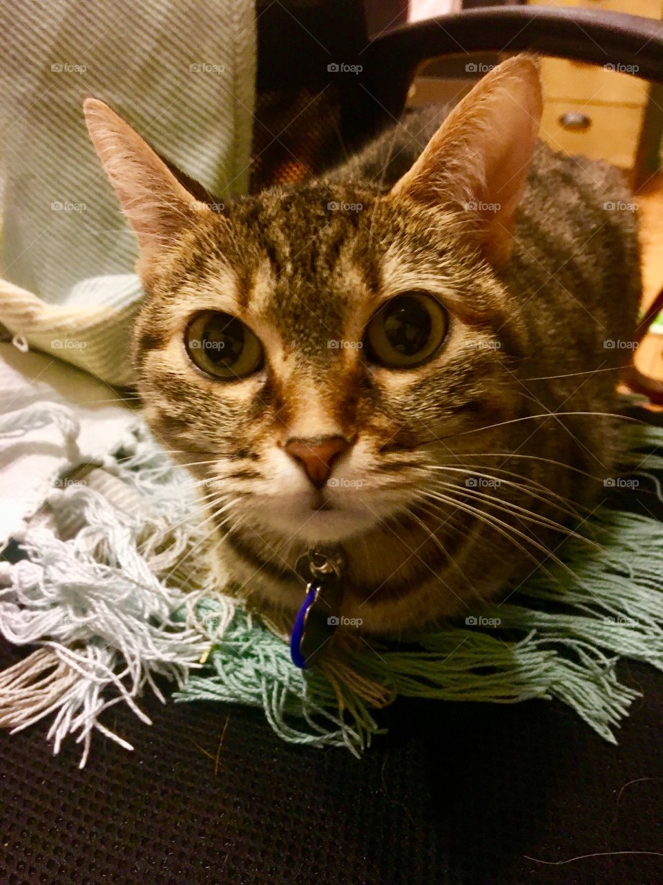 Cat kitten tabby brown black grey blanket cozy happy blue yellow fringe