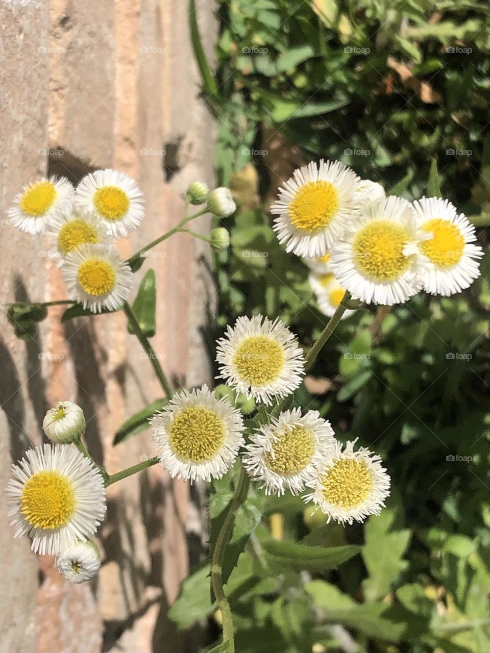 Yellow and white flowers growing against a brick wall. View from above!