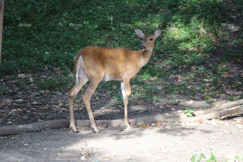 3 legged deer