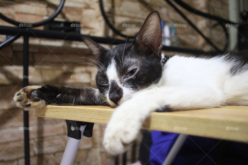 An black and white cute cat resting on top of a laptop table.