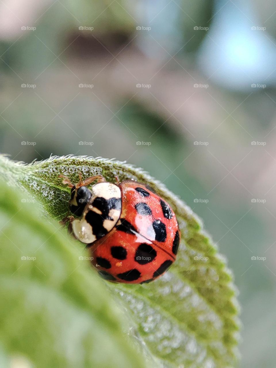 Ladybug on a leaf