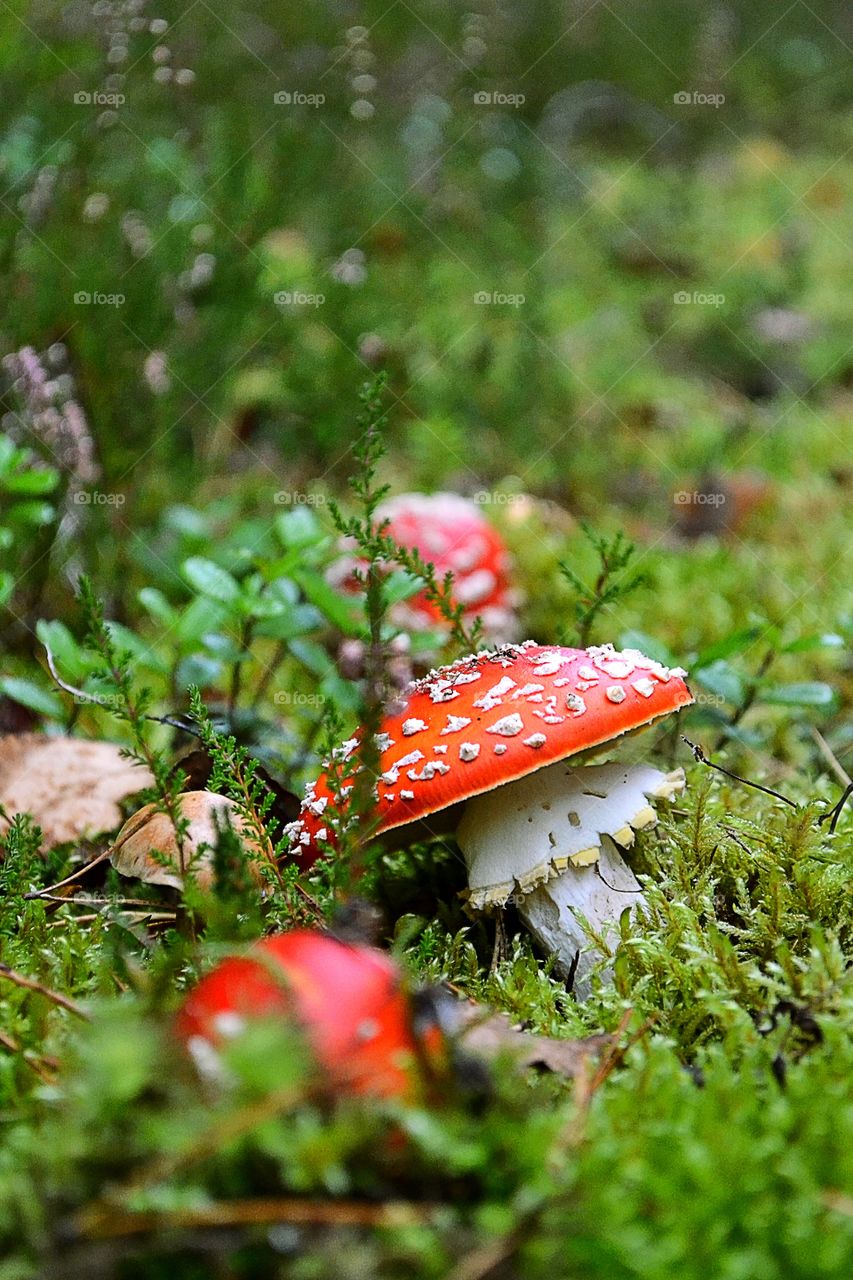 Close-up of toadstools