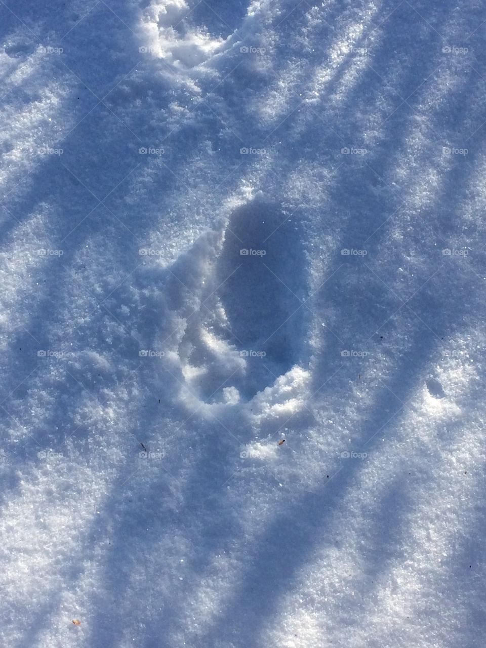 Lynx tracks
