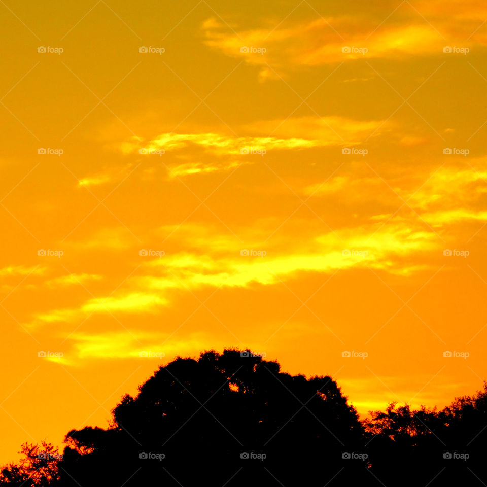 Silhouette of tree against dramatic sky