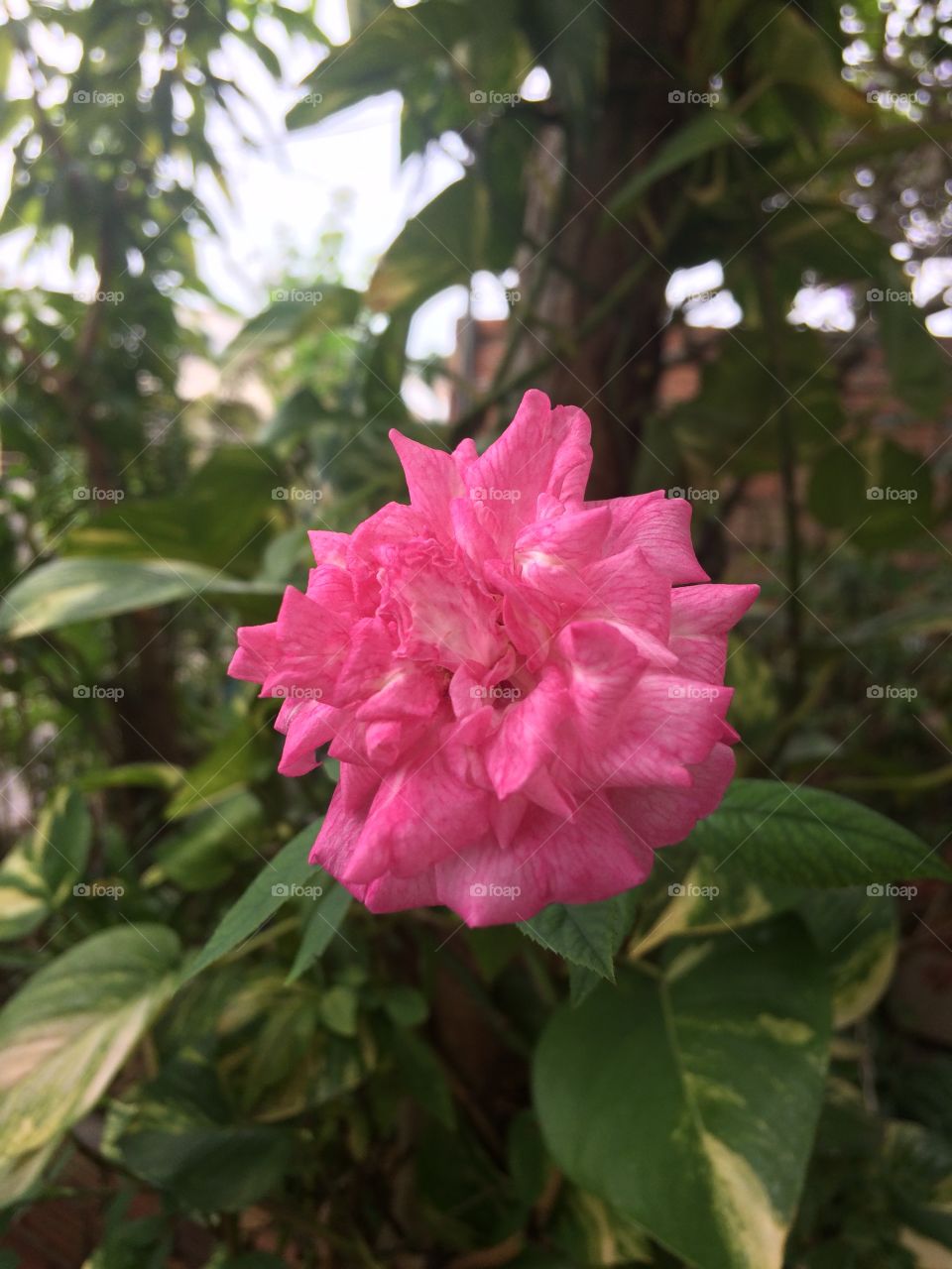 Little rose pink