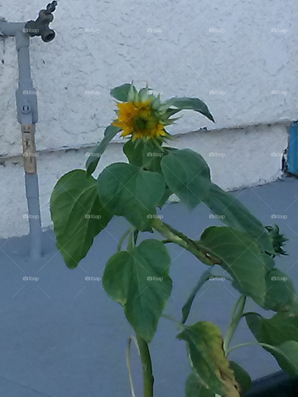 sunflower opening
