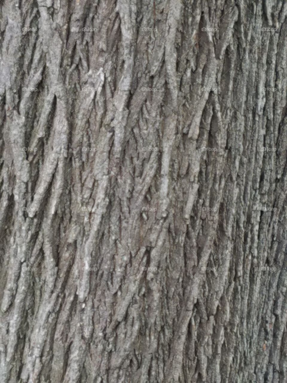 Tree bark