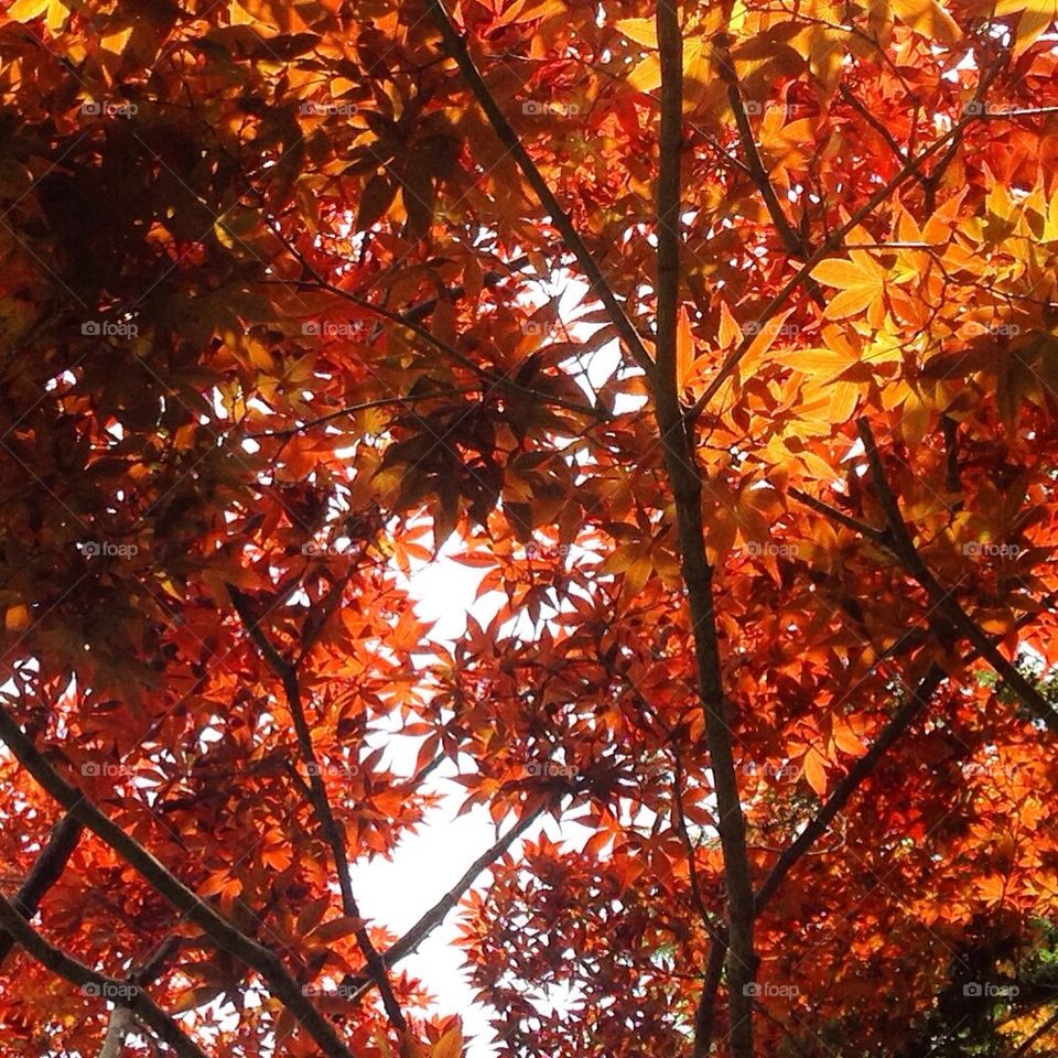 The Beautiful Maple Trees