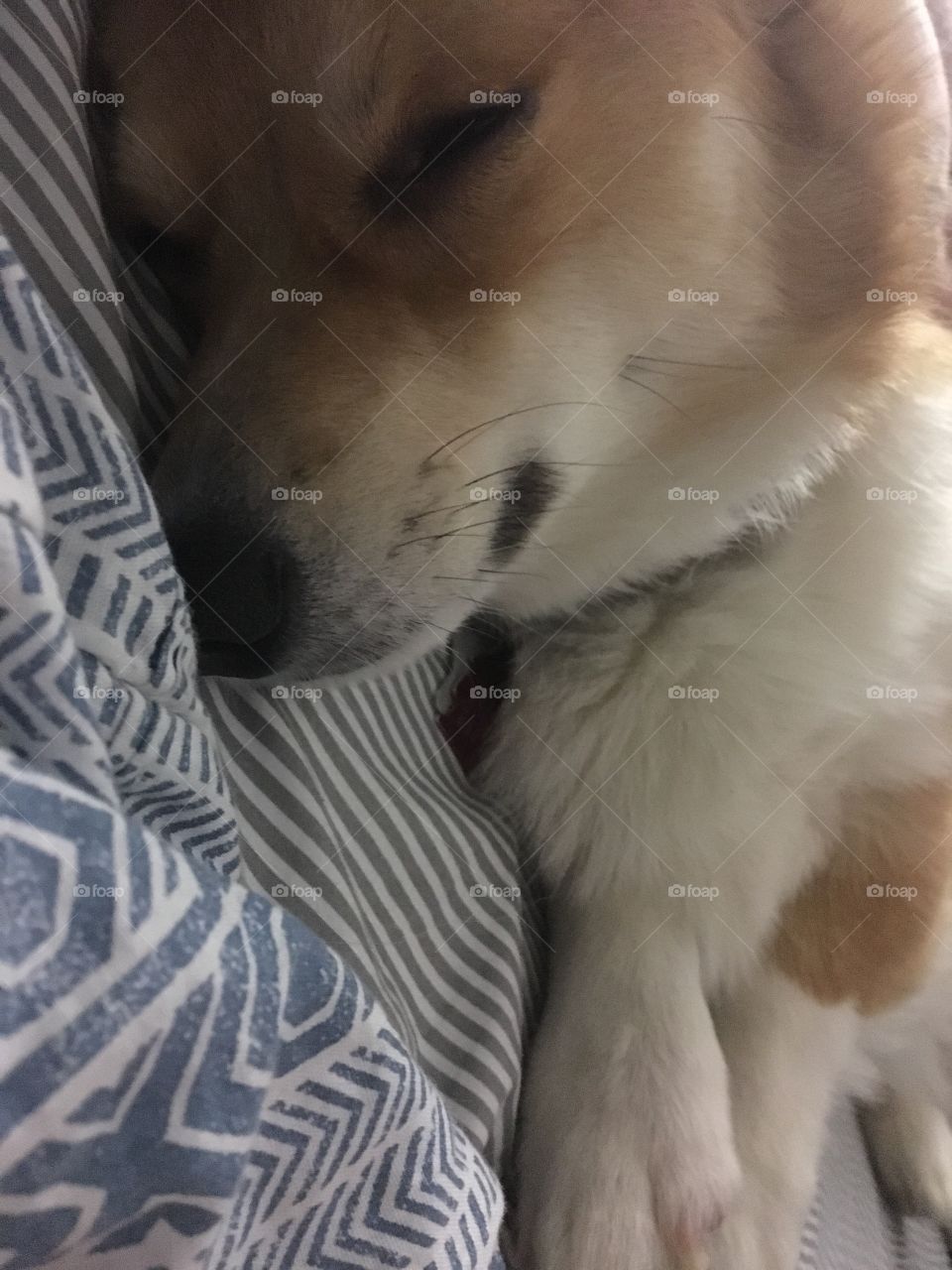 Cute sleepy corgi puppy dog bed