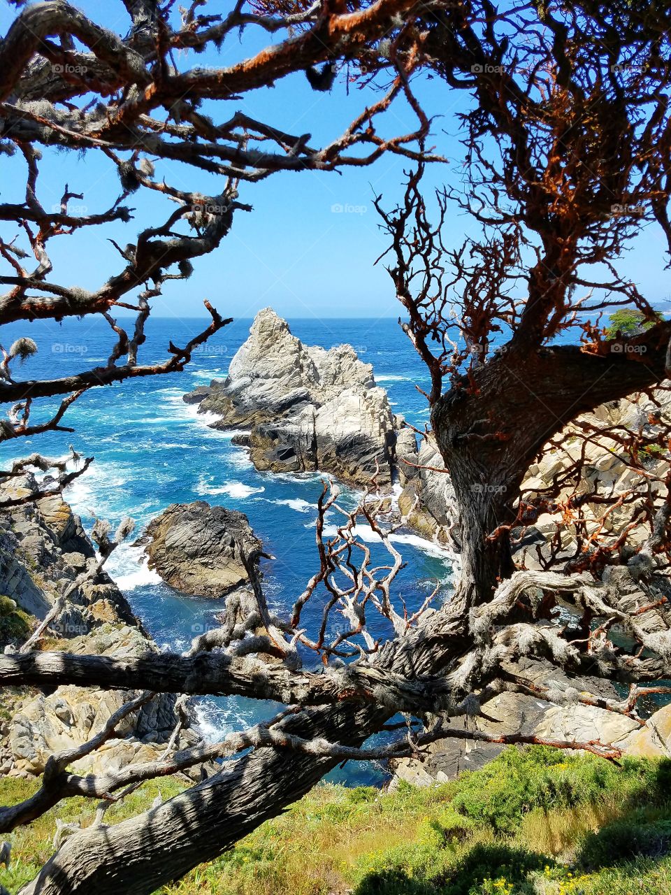 Cypress Point, Point Lobos