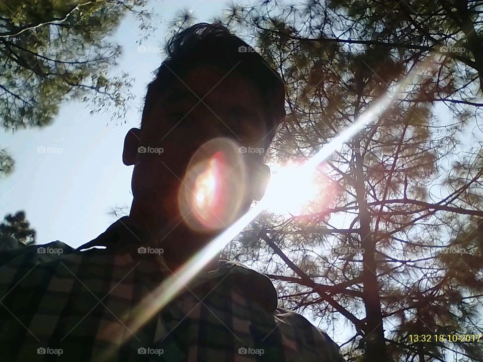 Nature, Tree, Outdoors, Light, Sun