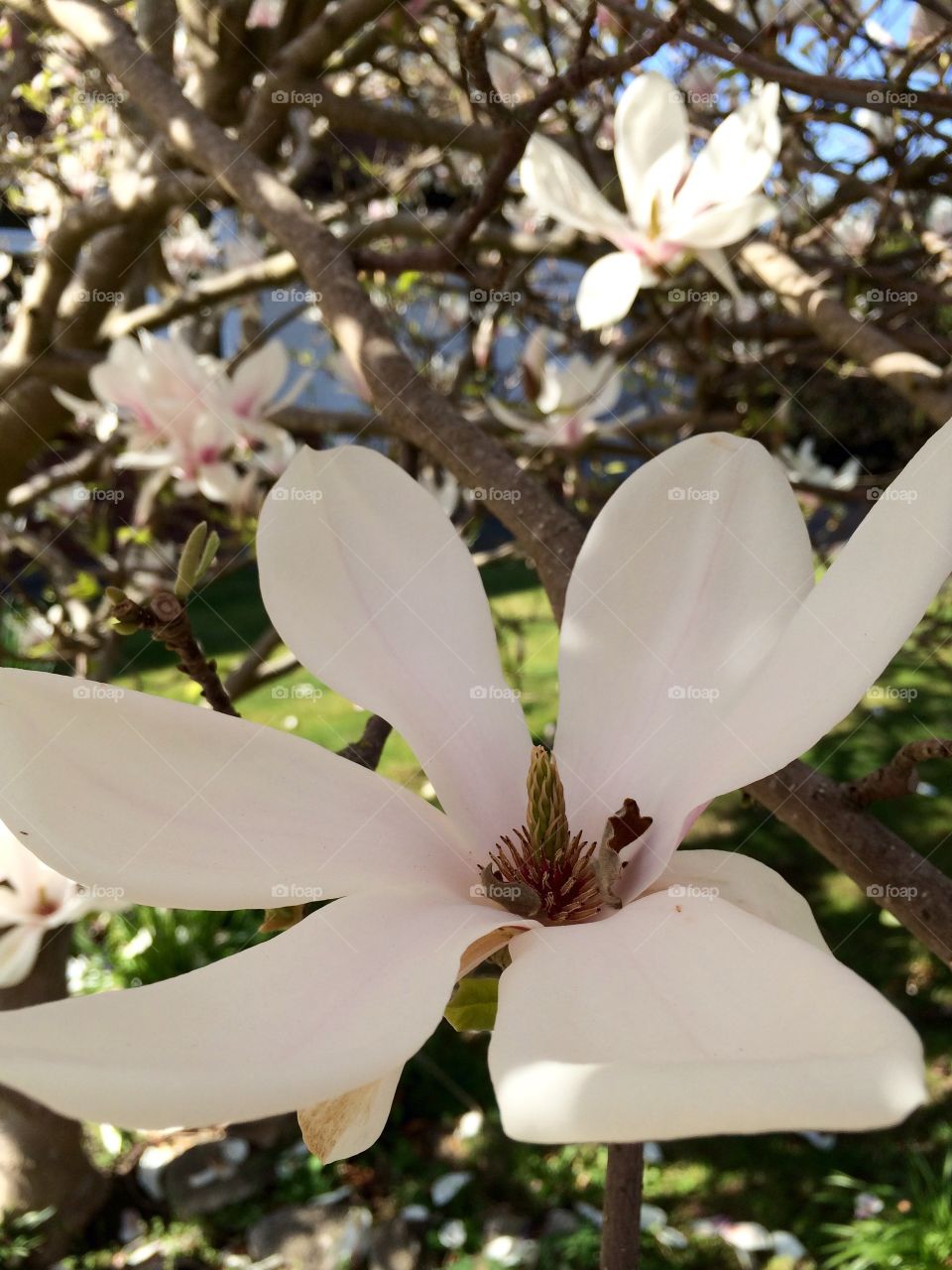 Magnolia In Full Bloom. Magnolia in full bloom