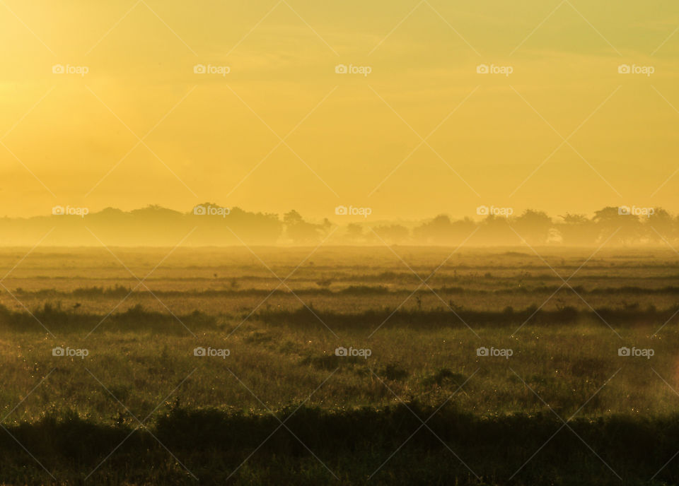 Early Morning Mist at the rice fields after the crop season for the month of May, indications of summer arrives.