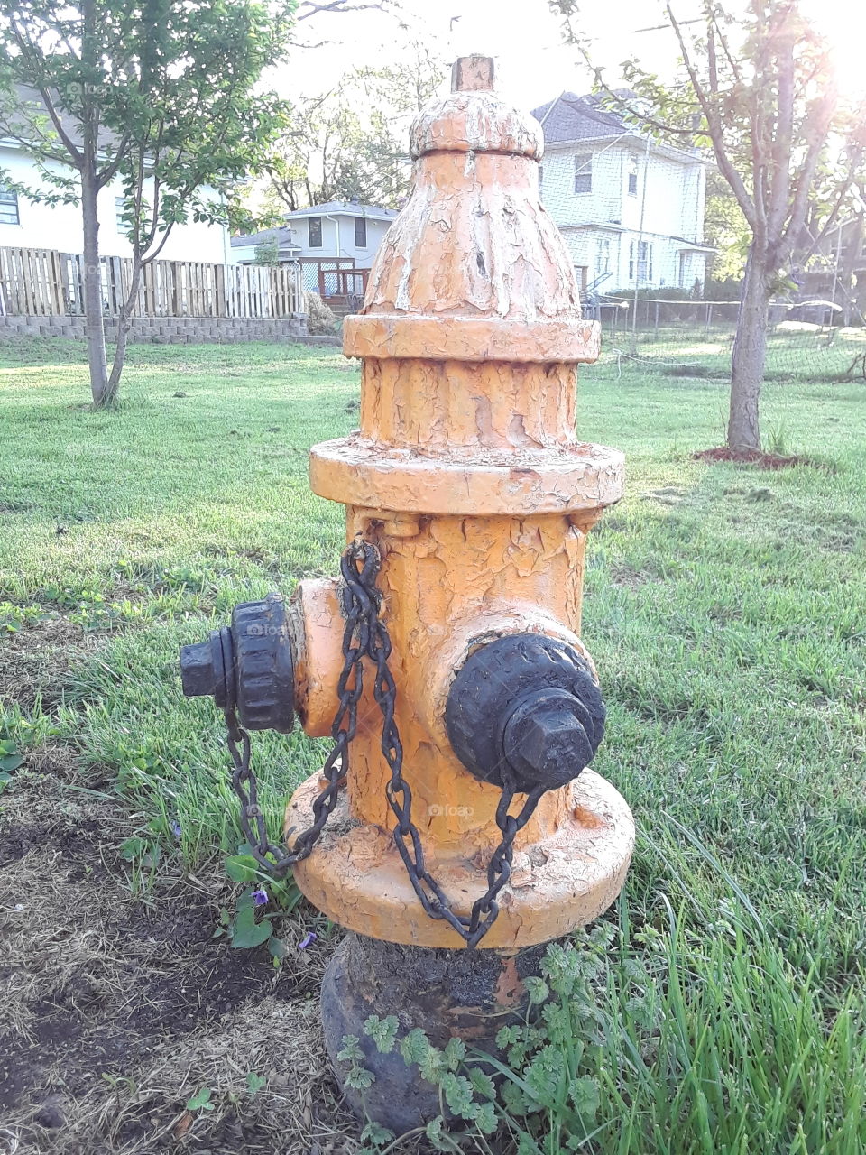 Orange Fire Hydrant in yard