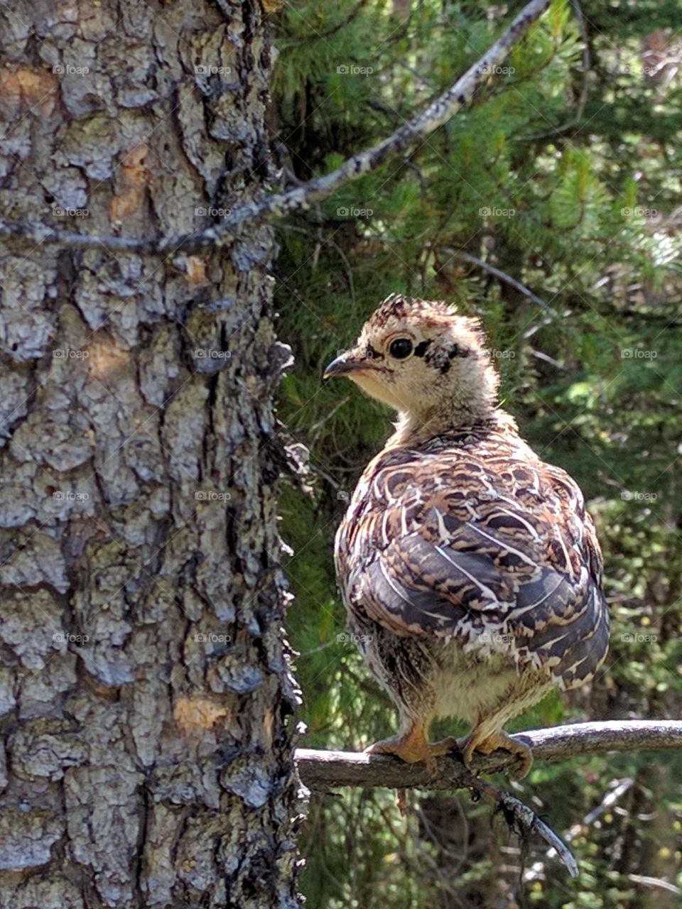 Young Grouse