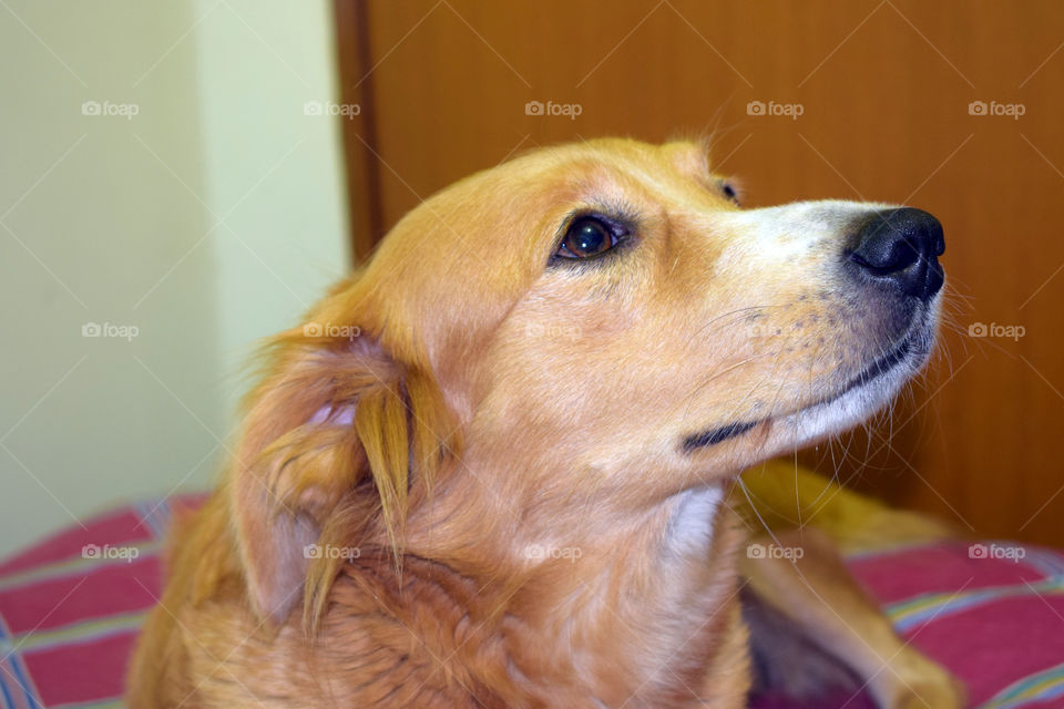 Ela tem fé e esperança! 🐶😍