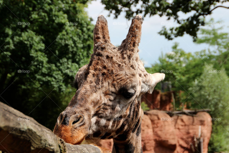 animal mammals zoo giraffe by stef79