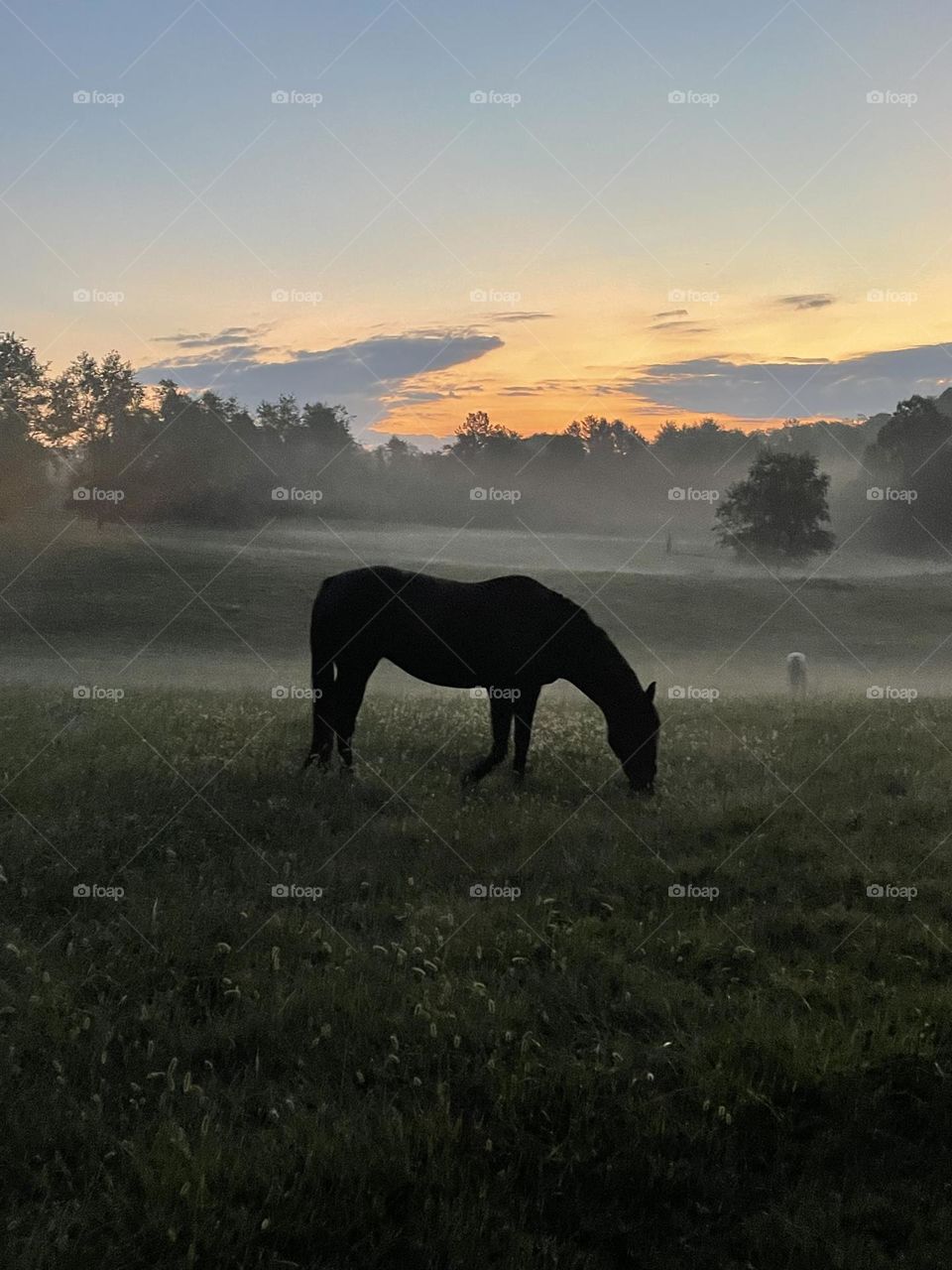 Thoroughbred mare grazing at dawn