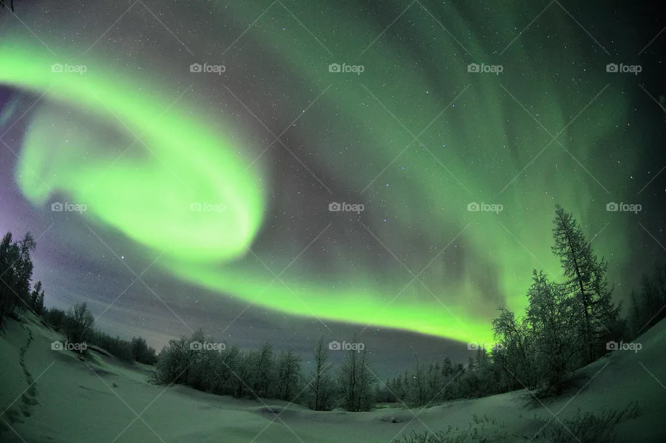 Winter,winter dawn,winter sunset,winter evening,winter night,sunset in Christmas trees,trees,green,winter,cold,north,winter silence,snow,aurora borealis,aurora borealis in winter,northern lights in the forest,aurora borealis north,night,northern nigh