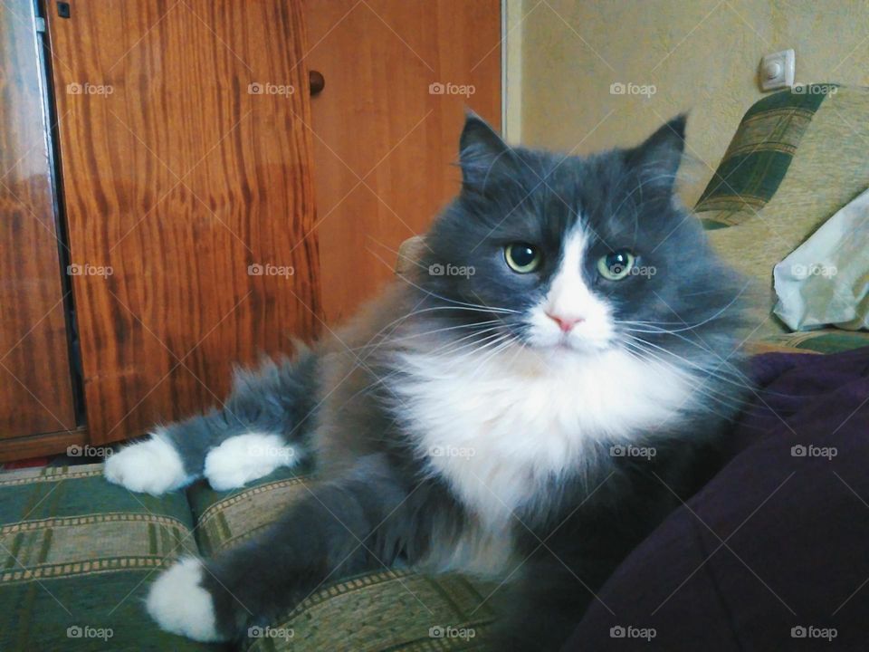 pet cat lying on the sofa