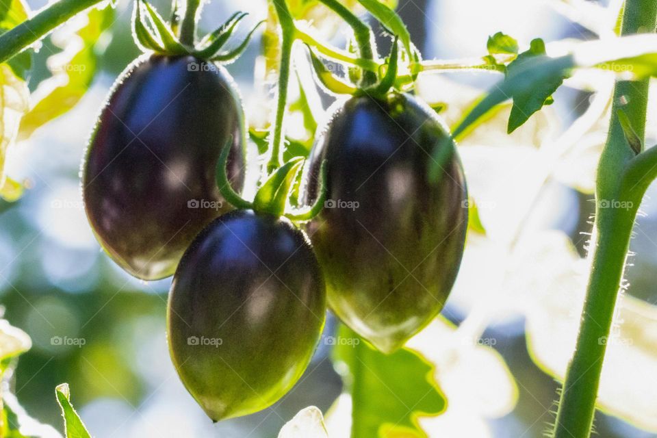 Beautiful tie-dyed tomatoes still growing on my deck in September. Was a late start but hopefully they will ripen before the end of the month! Enough sun but getting cooler!